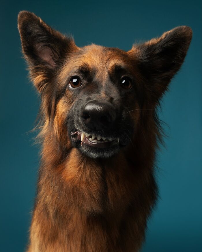 Derpy dog with a quirky expression and upright ears, showcasing its unique charm against a blue background.