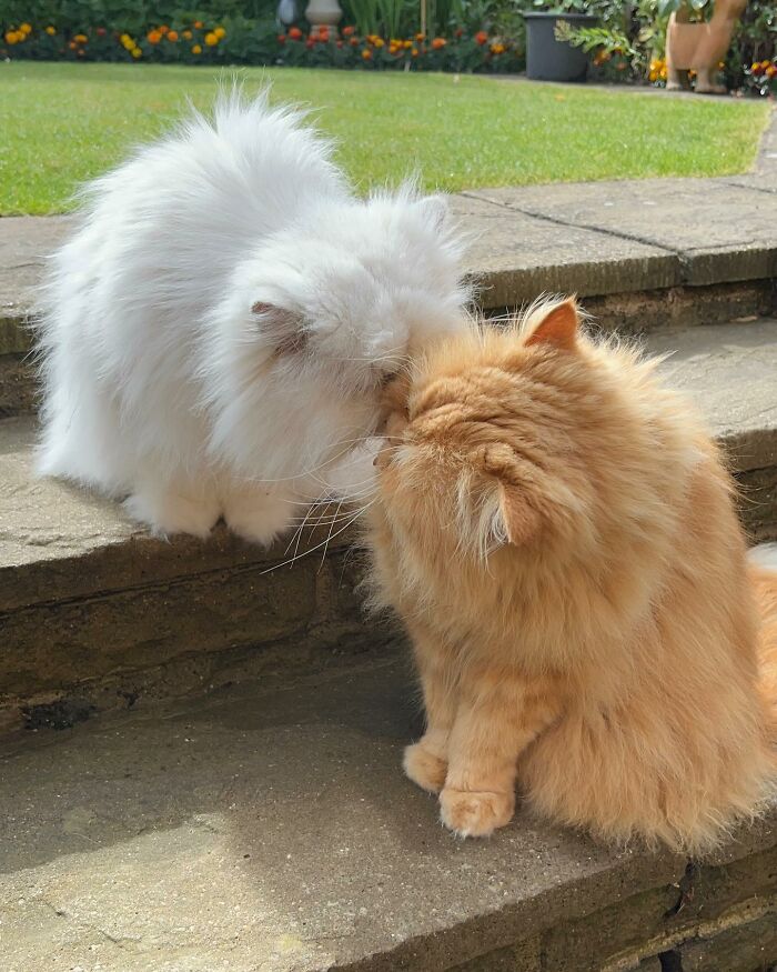 Creative Contribution To Bird Nest Construction, A Video Of These Cat Owners Donating Fur That Went Viral