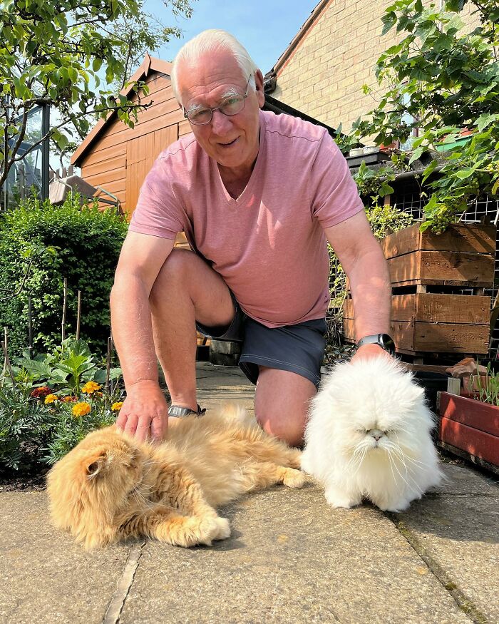 Creative Contribution To Bird Nest Construction, A Video Of These Cat Owners Donating Fur That Went Viral