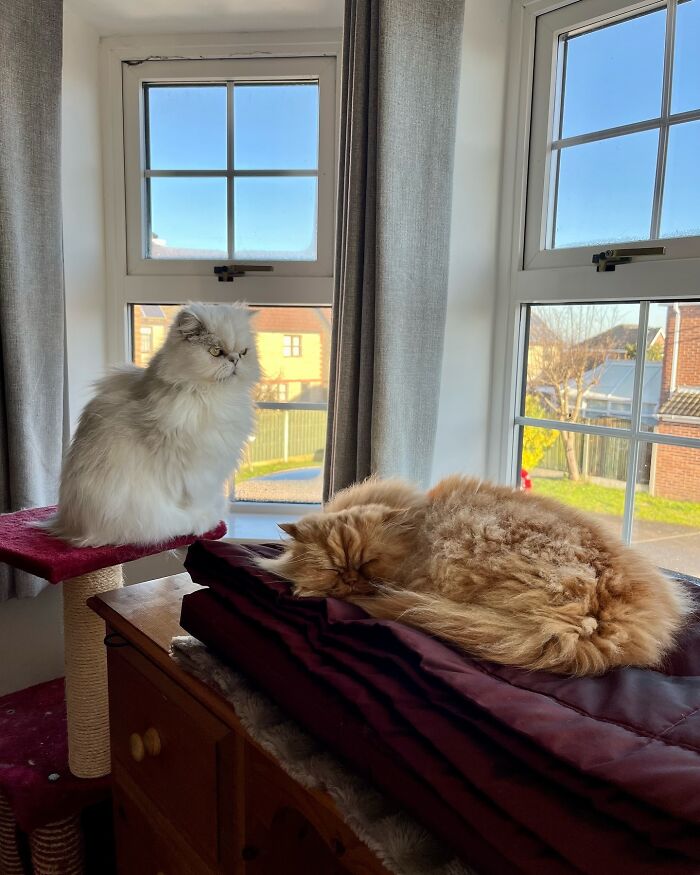 Creative Contribution To Bird Nest Construction, A Video Of These Cat Owners Donating Fur That Went Viral