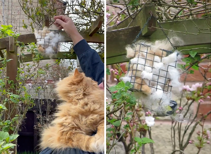 Creative Contribution To Bird Nest Construction, A Video Of These Cat Owners Donating Fur That Went Viral