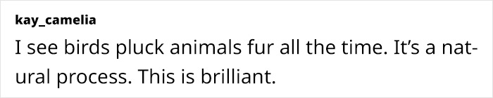 Creative Contribution To Bird Nest Construction, A Video Of These Cat Owners Donating Fur That Went Viral