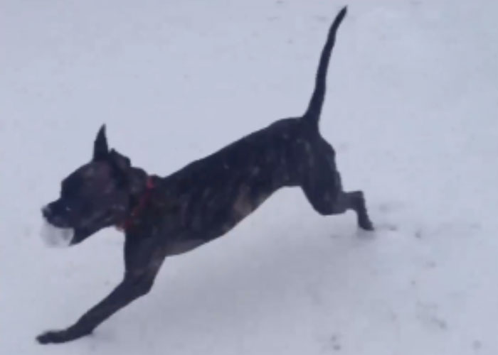 &ldquo;Well, I&rsquo;m Bawling&rdquo;: Fans React To Jon Stewart&rsquo;s Story About His Late Dog Dipper