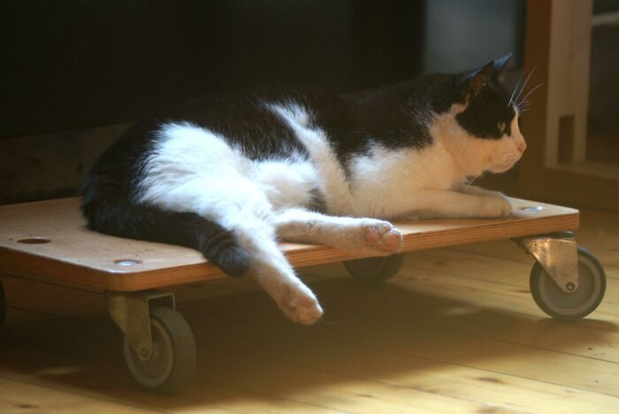 Winnie And Her "Skateboard"