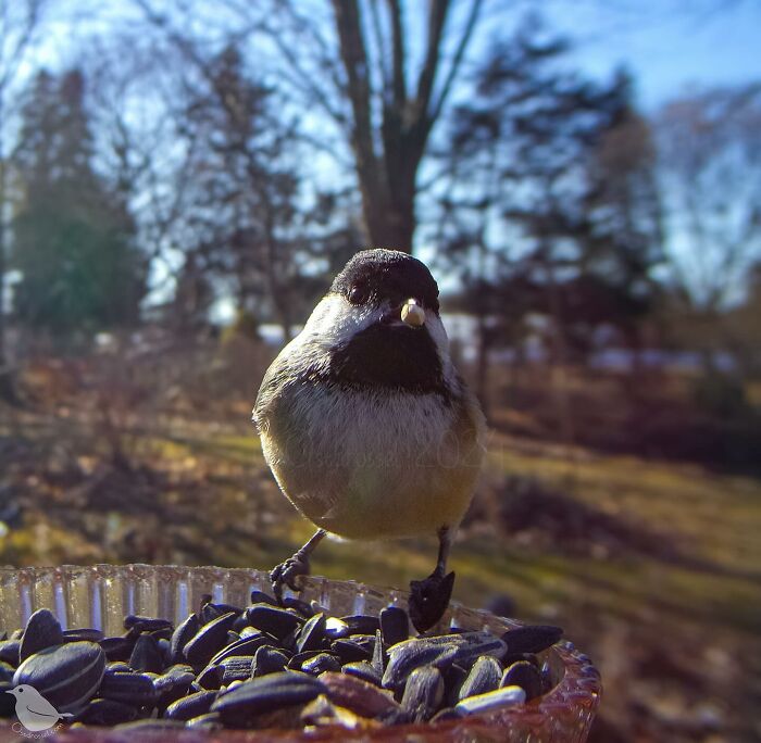 Photograph Of A Bird