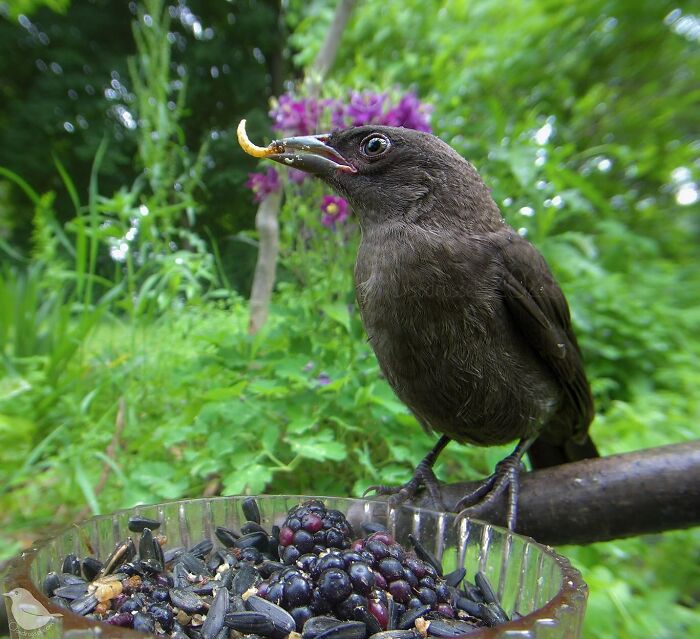 Photograph Of A Bird