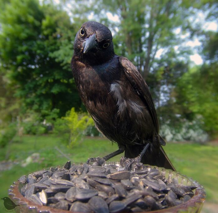 Photograph Of A Bird