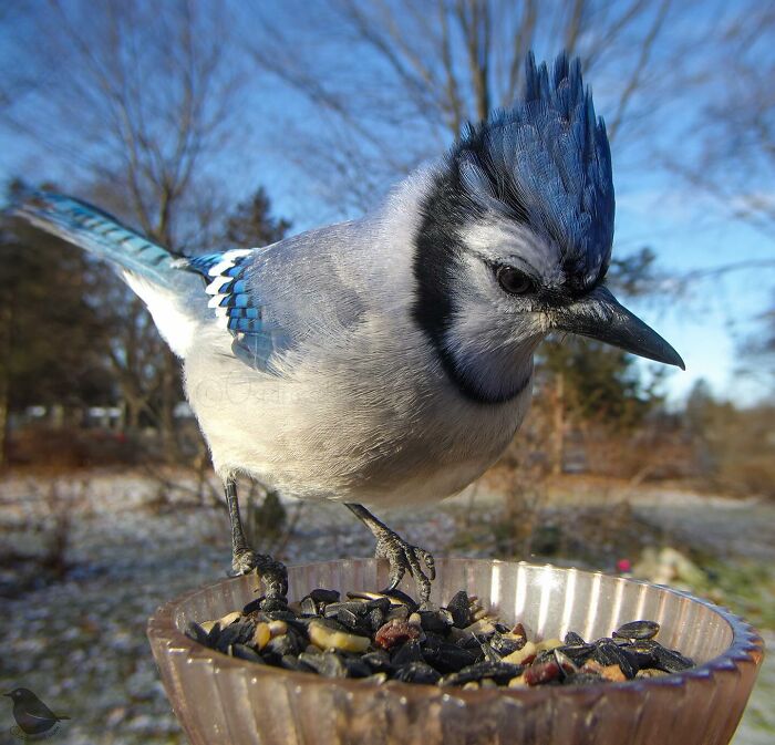 Photograph Of A Bird