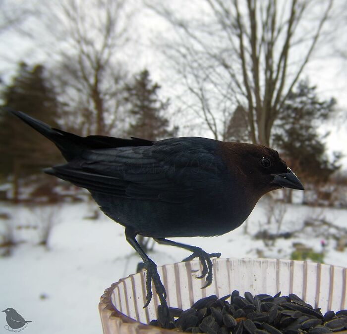 Photograph Of A Bird
