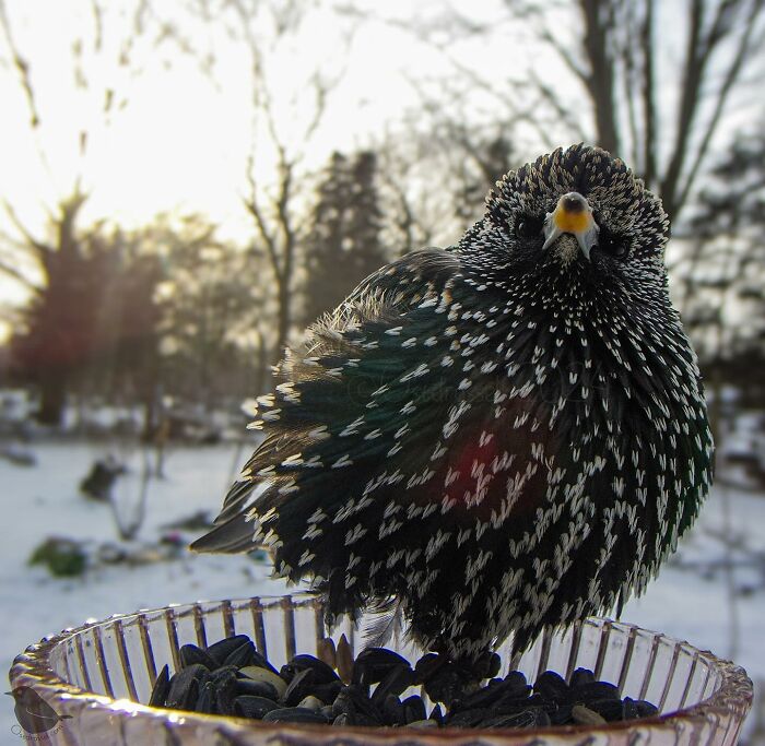 Photograph Of A Bird
