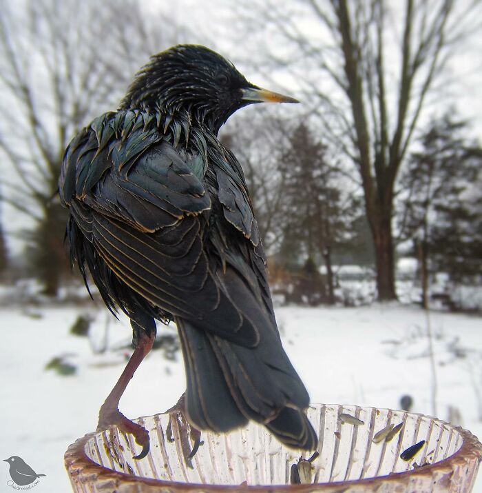 Photograph Of A Bird