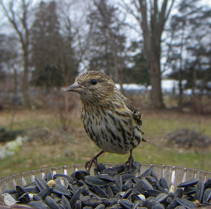 Photograph Of A Bird