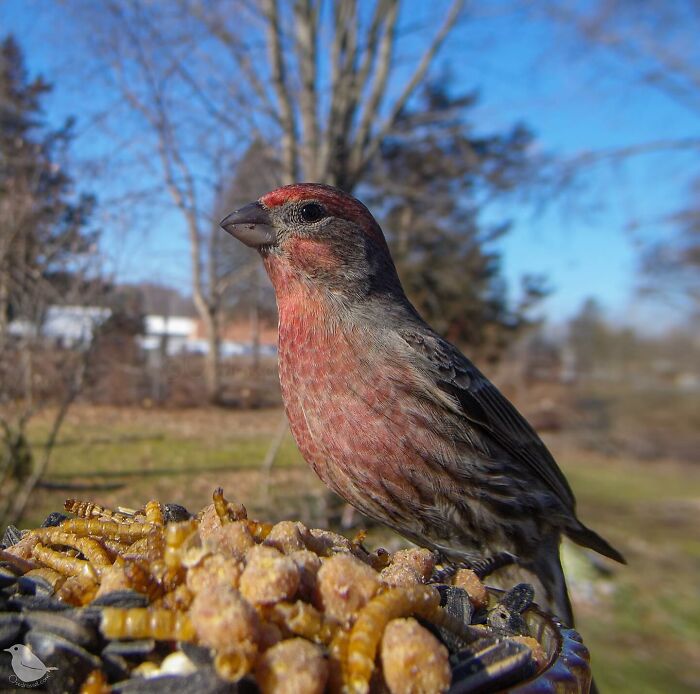 Photograph Of A Bird