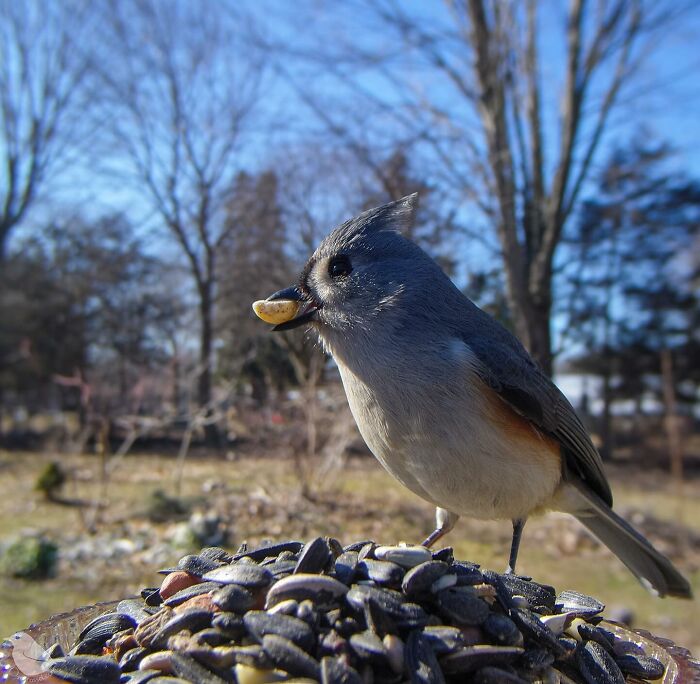 Photograph Of A Bird