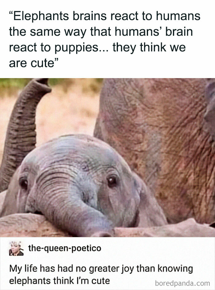 Absolutely-Not-Me-Irl-Memes-Posts