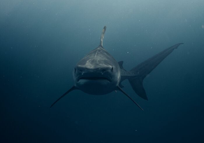 30 Cool And Interesting Animal Facts That People Didn't Learn At School