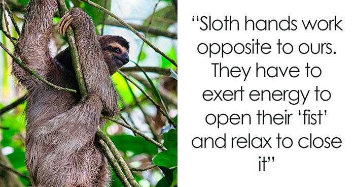 30 Cool And Interesting Animal Facts That People Didn’t Learn At School