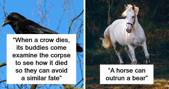 27 Cool And Interesting Animal Facts That People Didn’t Learn At School