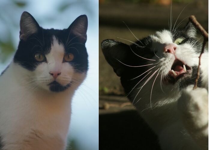 My Big And Shy Cat Aari