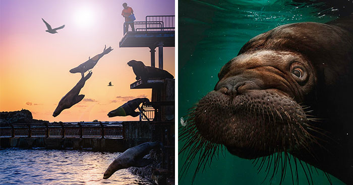 I’m An Animal Photographer, And Here Are The 20 New Portraits I Took At The Zoo