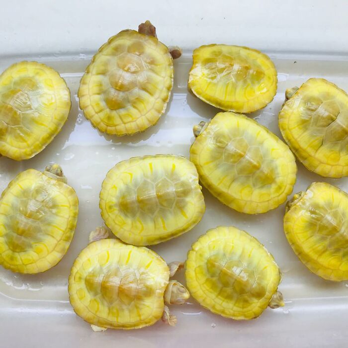 Forbidden Pickle Slices