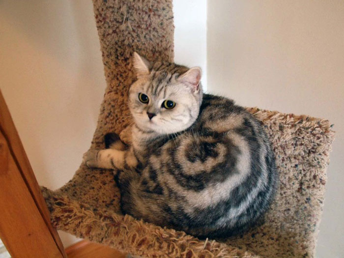 Cinnabon Cat