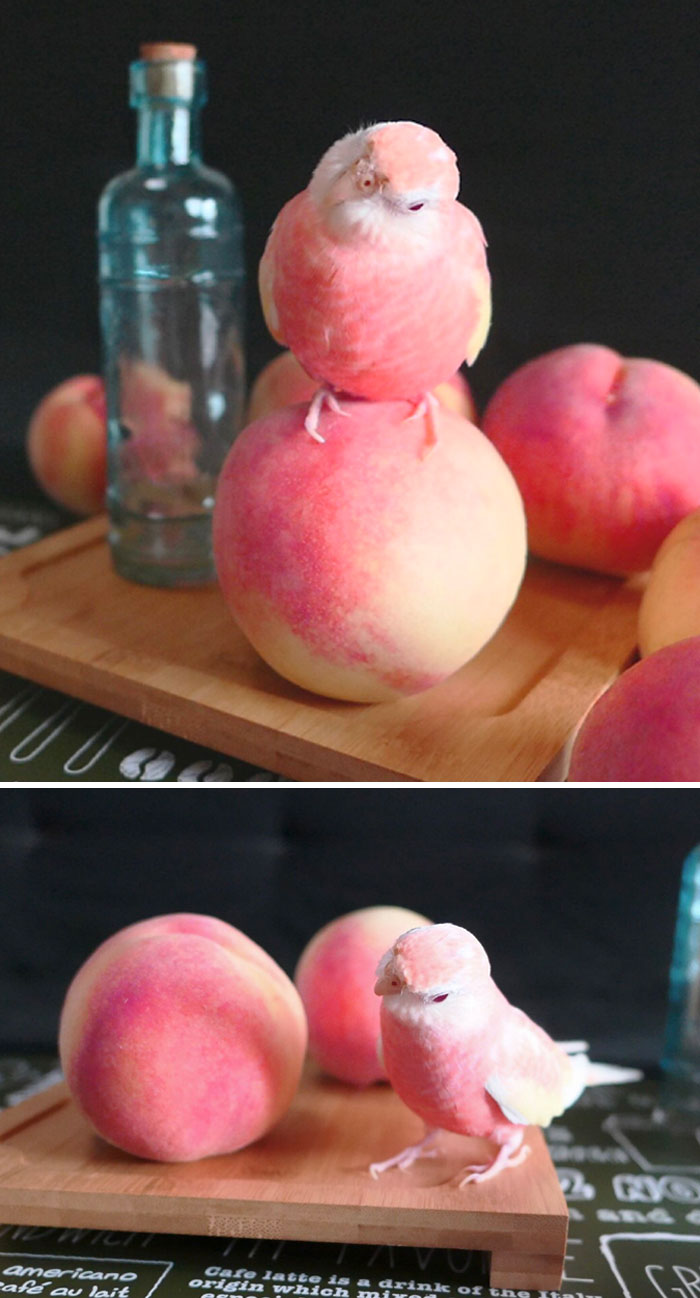 Peachakeet. Almost Ripe Too