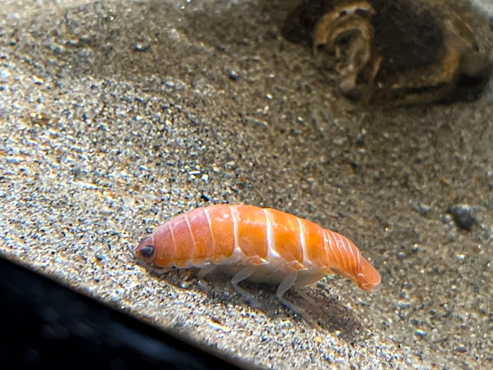 Sea Parasite Just Happens To Look Exactly Like Delicious Sushi