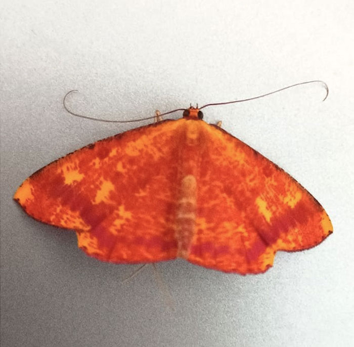 I Hope Its Name Is Doritos