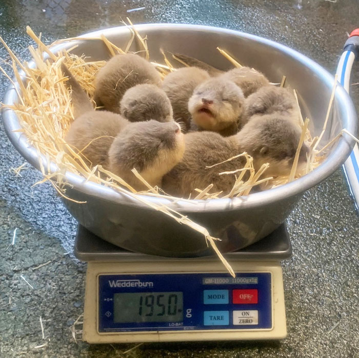 Spaghetti And Meatballs