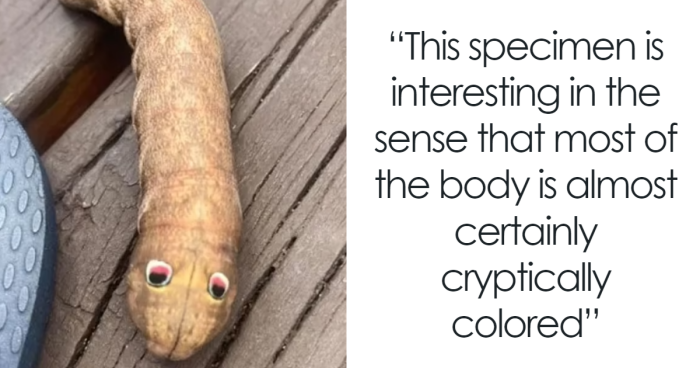 Internet Sleuths Help Woman Figure Out What The Googly-Eyed Creature In Her Yard Is