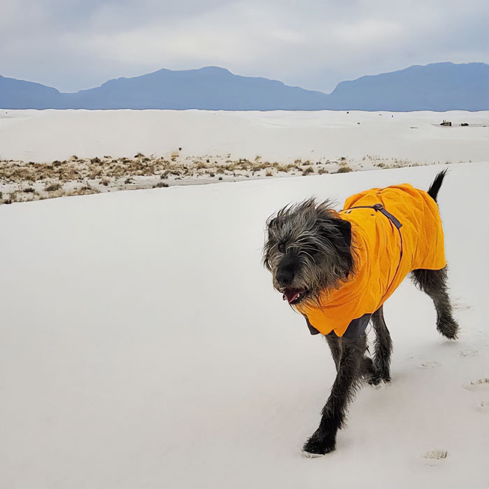 Image of dog wearing a coat. Image of dog wearing a coat.