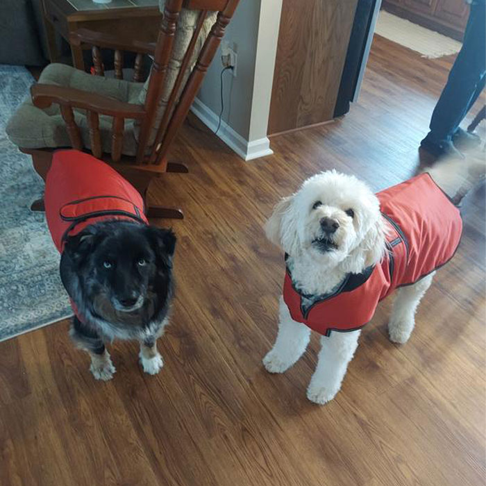 Image of dogs wearing a coats. Image of dogs wearing a coats.