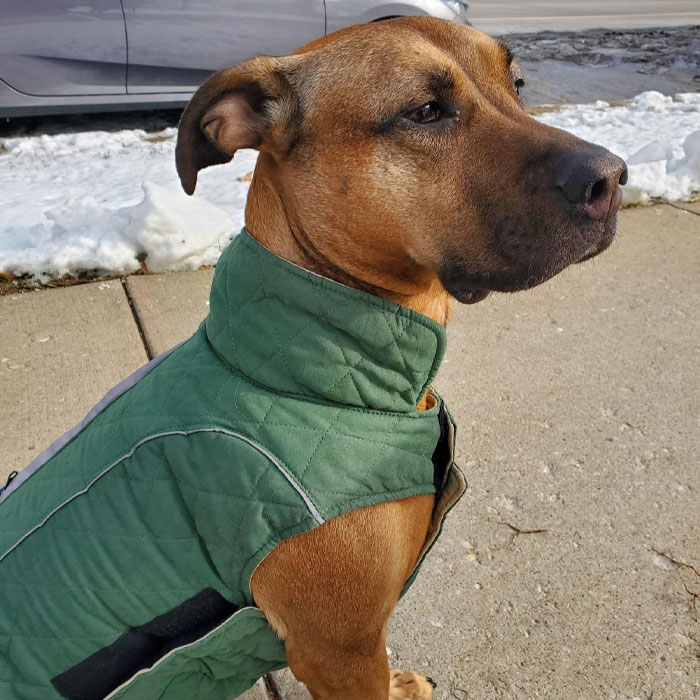 Image of dog wearing a coat. Image of dog wearing a coat.