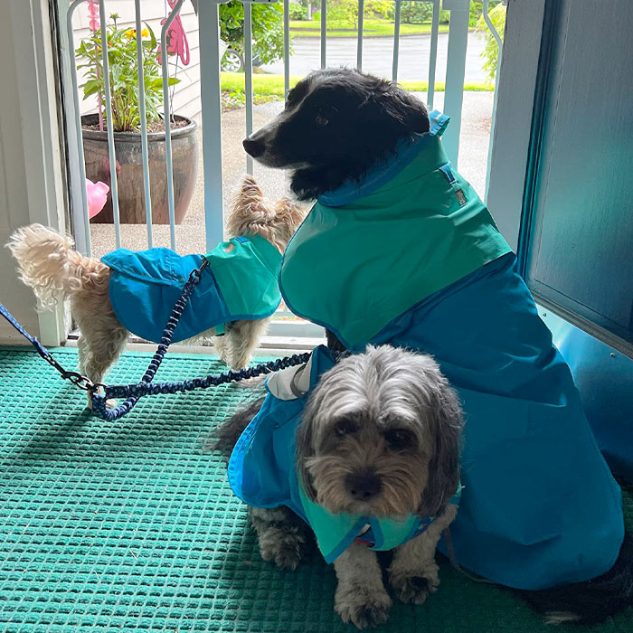 Image of dogs wearing a coats. Image of dogs wearing a coats.