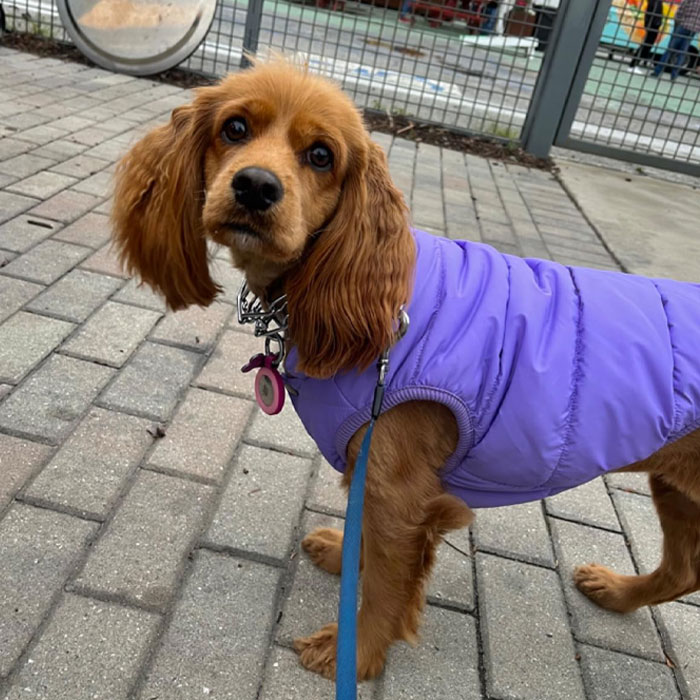 Image of dog wearing a coat. Image of dog wearing a coat.