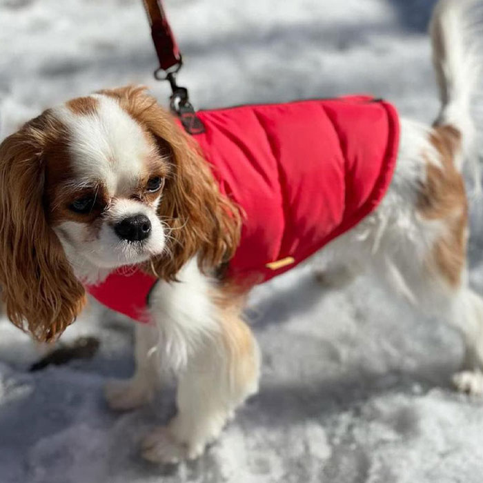 Image of dog wearing a coat. Image of dog wearing a coat.