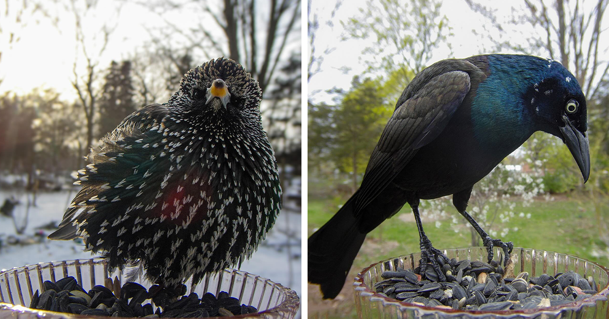 Backyard Bird Cam: 35 Photos Of Unexpected Feathered Visitors