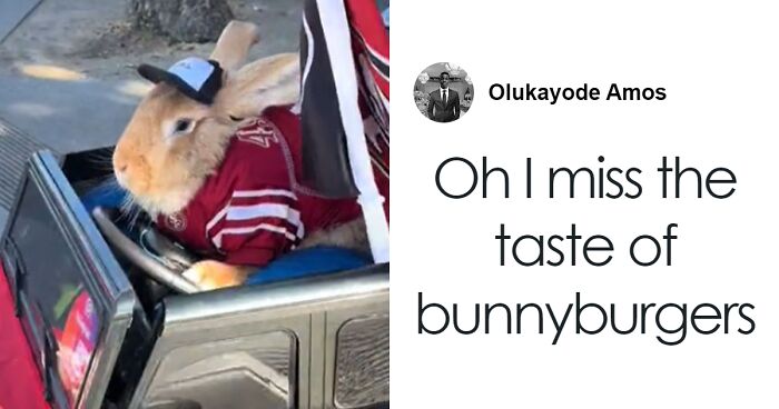 Meet the 30-Pound Bunny Rescued From A Slaughterhouse Who’s Now An Internet Sensation