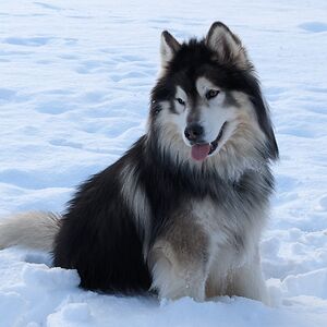 darenjustusmom avatar