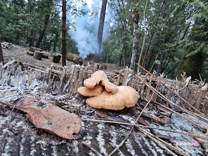 Mushrooms On A Stump Look Like.....(I Am Not Quite Sure What This All Looks Like)