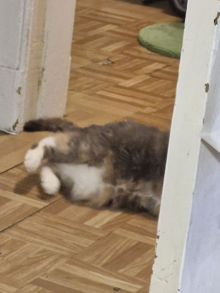 This Is 13 Year Old Sally, Playing With A Ball Like She's Still A Kitten 😸