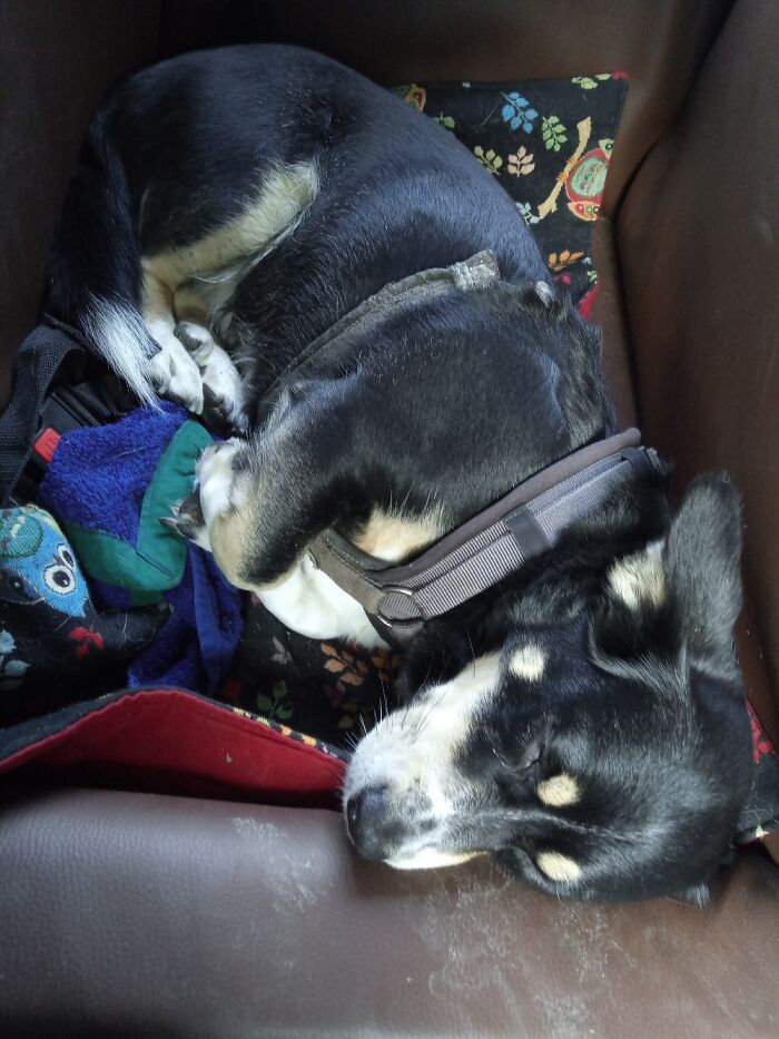 On Her Ride Home After An Exhausting Time In A Muddy Forest. Meet Nalani