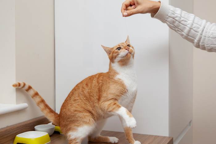 Cat eating from human hand.