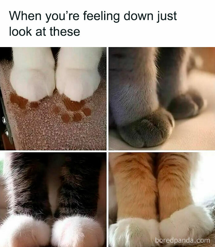 Four images of cute cat paws on various surfaces, capturing their soft fur and adorable appearance.