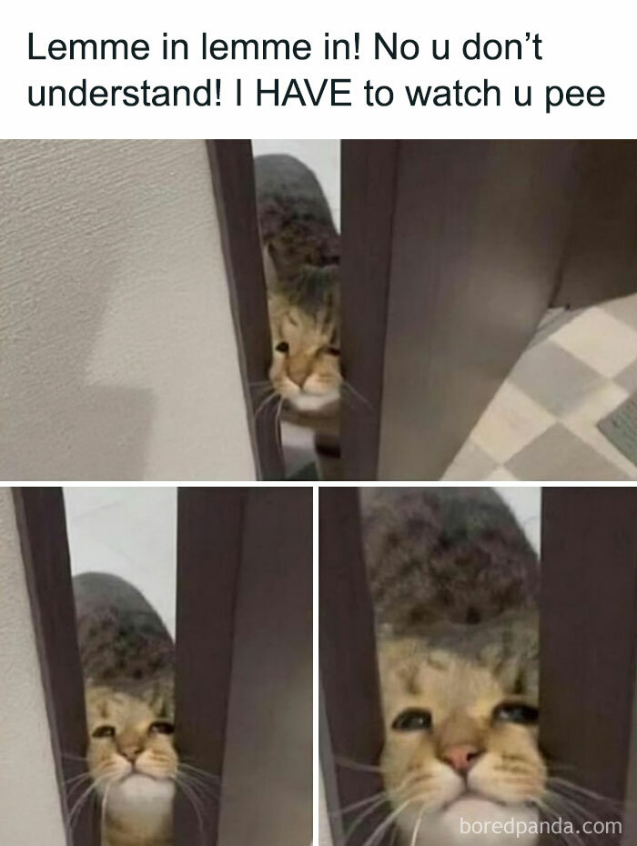 Cute cat peeking through a door crack, with a humorous expression.