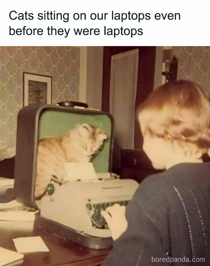 A cat humorously sits inside a typewriter case while a kid pretends to type, capturing cute and funny meme vibes.