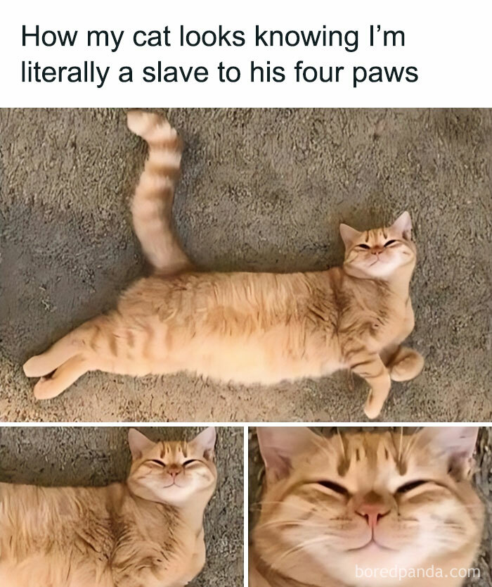 Cute cat lying on a carpet with a smug face, embodying funny meme humor.