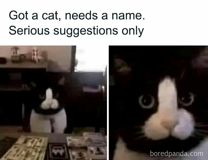 A cute cat meme showing a black and white cat needing a name with a humorous request for serious suggestions.