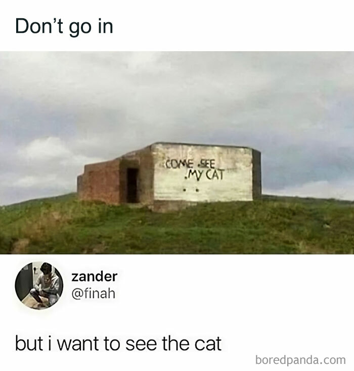 Graffiti on a bunker reads "Come see my cat," with a humorous social media post below.